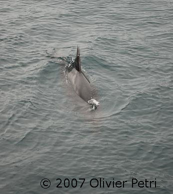 showing damage to dorsal fin