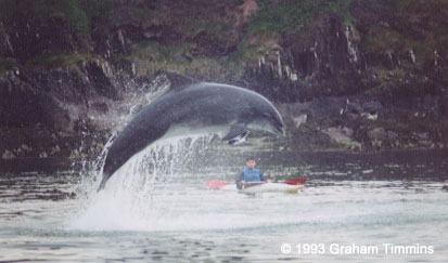 Fungie, the Dingle Dolphin with canoeist