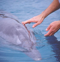 Filippo the dolphin