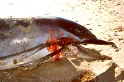 Striped dolphin killed in Manfredonia, Dec 1998