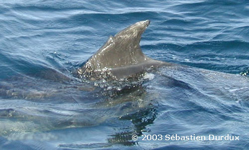 Donys dorsal fin, damaged by a propeller in Weymouth in 2001, is an easy identifying mark.