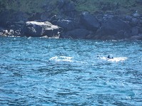 Blasket dolphins