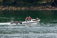 Dolphin, Dingle harbour (not Fungie)