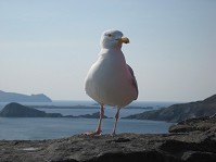 Gull at Slea Head
