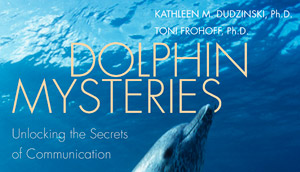 Dolphin mysteries