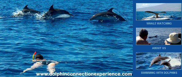 The dolphin conneciton experience