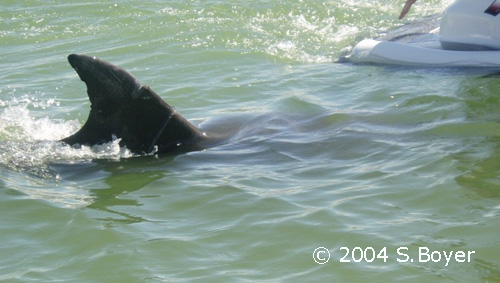 Dony following jetski, August 2004