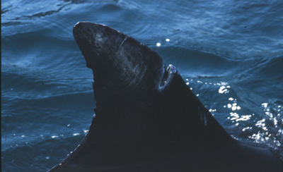 Dony in Weymouth, UK, 2001 (photographer unknown)