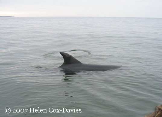 Dony off Dawlish, 9th September