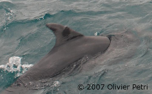 showing damage to dorsal fin