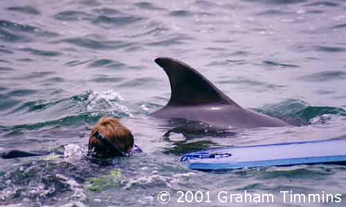 This photo shows a clean dorsal fin with only one small nick near the top