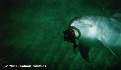 Dusty retrieving seaweed