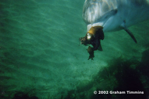 Dusty picking up a piece of seaweed I had thrown for her