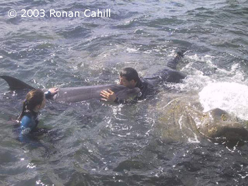 Dustys attention is totally focused on the dark-haired swimmer. The newcomer in the blue wet-suit, who has not established any relationship with the dolphin, is taking advantage of her pre-occupation to touch her.