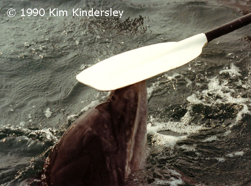 Gently but firmly pushing a paddle upwards while someone in a boat or kayak is holding the other end has to be one of Fungie's strangest behaviours