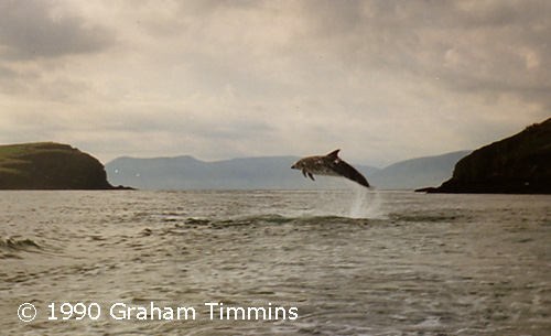 Fungie jumping at the mouth of Dingle harbour