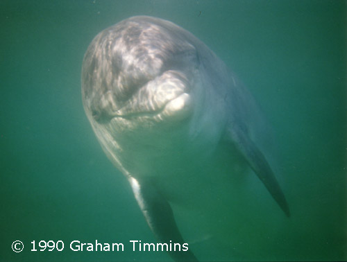 Who could fail to be captivated by this curious dolphin?!