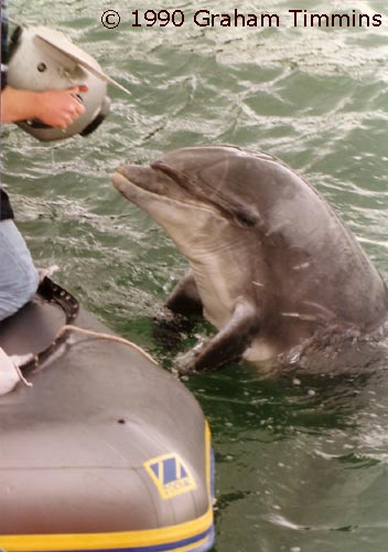 Filming The Dolphins Gift