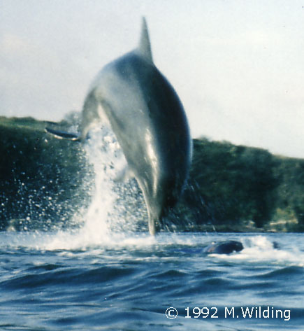 Tex is the lucky snorkeller you can just about see before Fungie lands practically on top of her! November 1993