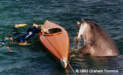 Fungie, the Dingle Dolphin 'presenting' a salmon to snorkeller