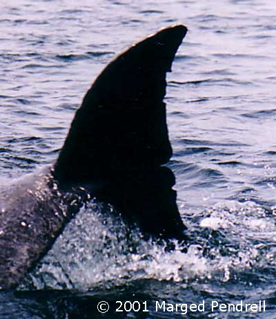 photo shows dorsal view of tail fluke