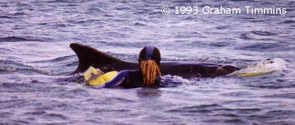 Jamie is standing in the shallows and hasn't even got his fins on yet! The dolphin is pushing a yellow paddle held in his right hand.