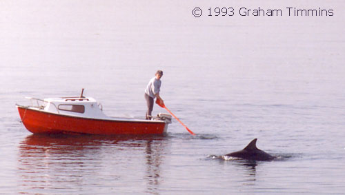 Local schoolteacher Michael OConnor from Milltown was (and still is) a regular dolphin watcher, and one of the few boat-owners who always welcomed visitors and included swimmers rather than drawing the dolphin away. This is 6.30 a.m. on a calm April morning, 1993, before the commercial boats were out. 