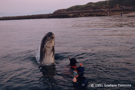 A dolphin with humour