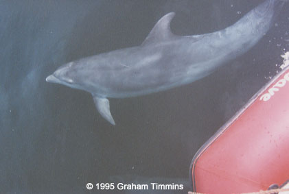 Dolphins bow-riding inflatable, Dingle Bay - how many can you see?!