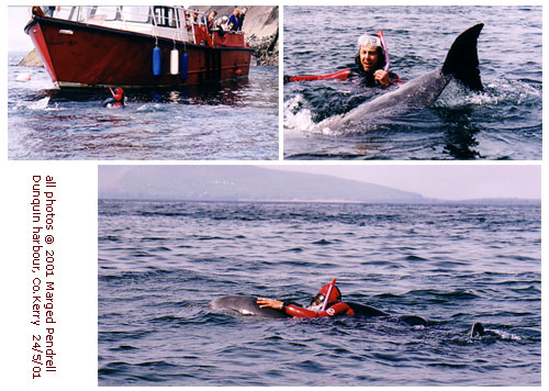 Ferry passengers enjoyed seeing people swim with the dolphin