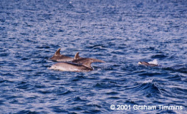 Bottlenose dolphins in the Blaskets (June 2001)